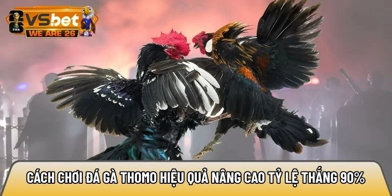 Cách chơi đá gà Thomo hiệu quả nâng cao tỷ lệ thắng 90% 4 Cách chơi đá gà Thomo